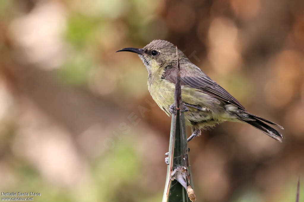 Beautiful Sunbird female adult, identification