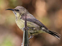 Beautiful Sunbird