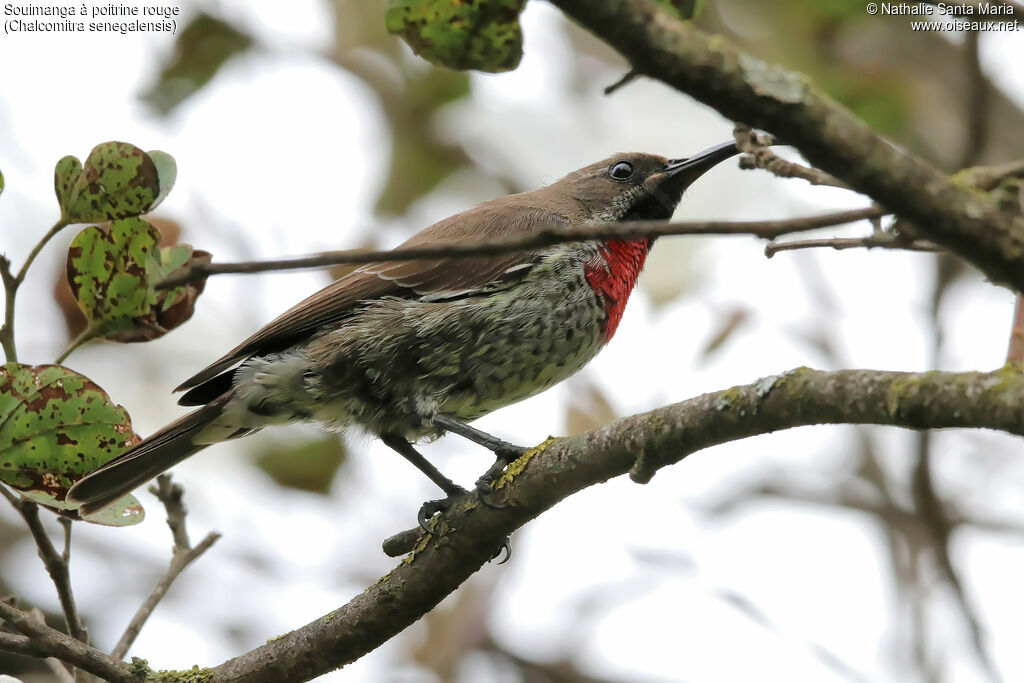 Scarlet-chested Sunbird male subadult transition, identification