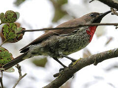 Scarlet-chested Sunbird