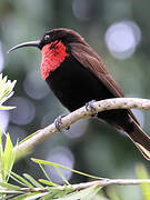 Scarlet-chested Sunbird