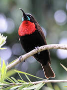 Scarlet-chested Sunbird