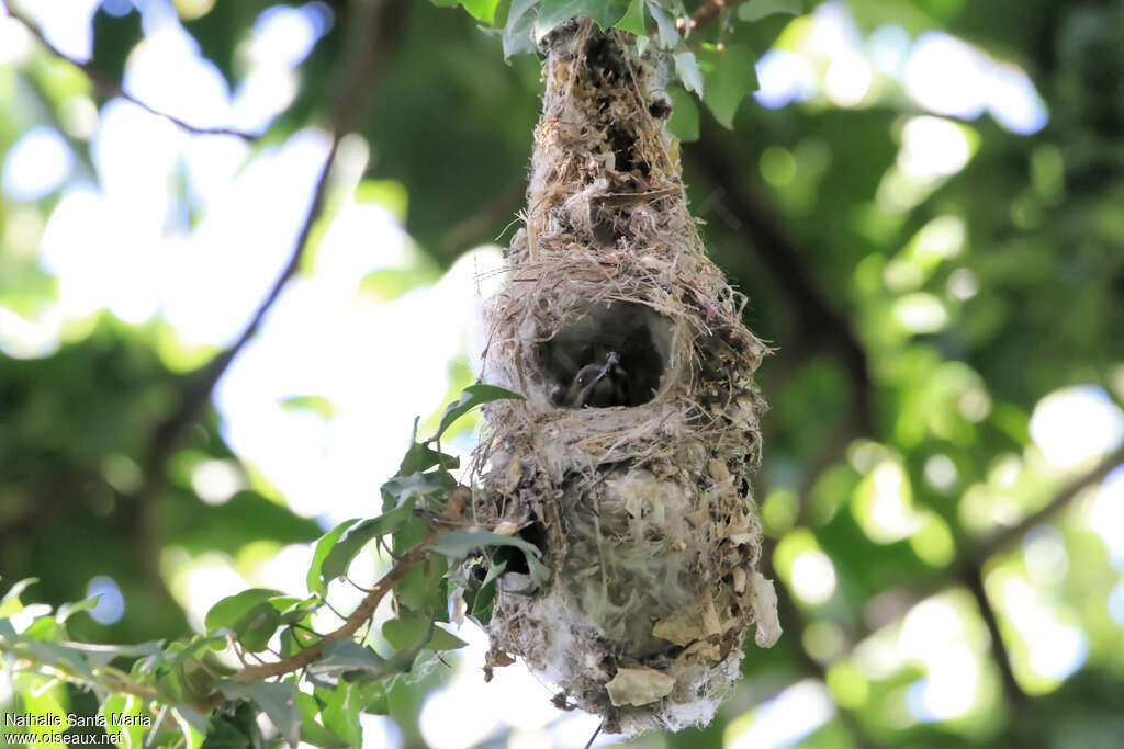 Scarlet-chested Sunbird female adult, habitat, Reproduction-nesting