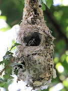 Scarlet-chested Sunbird