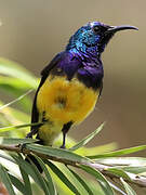 Variable Sunbird