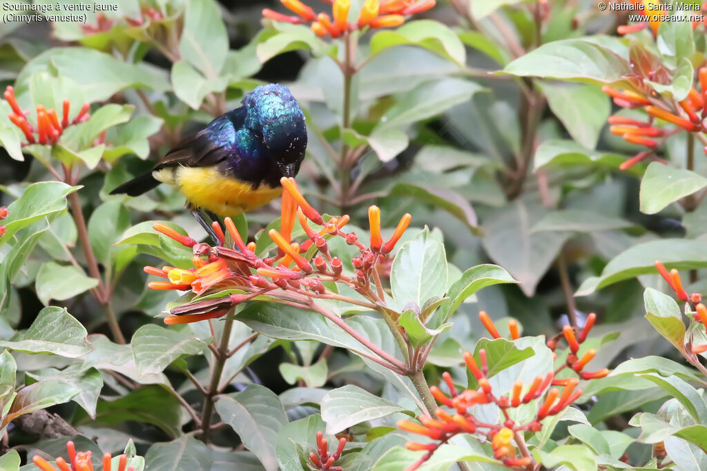 Variable Sunbird male adult, identification, habitat, feeding habits