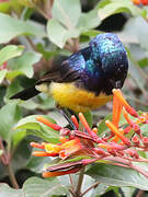 Variable Sunbird