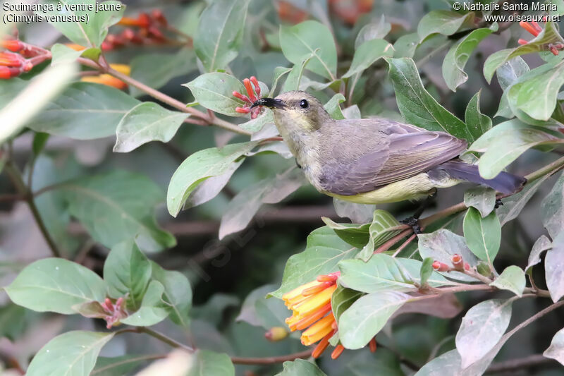 Variable Sunbird female adult, identification, habitat