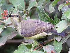 Variable Sunbird