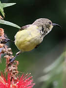 Variable Sunbird