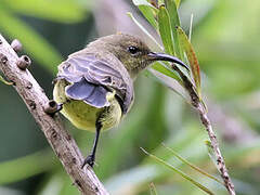 Variable Sunbird