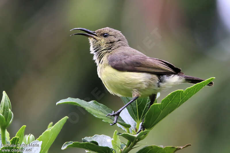 Variable Sunbird female adult, identification