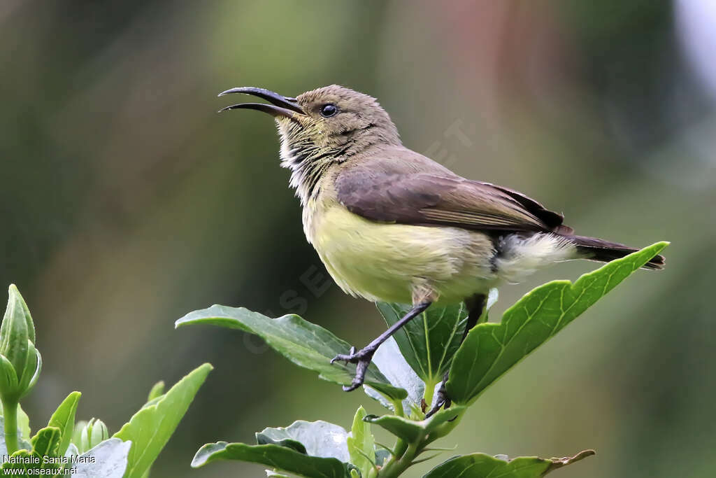 Souimanga à ventre jaune femelle adulte, identification