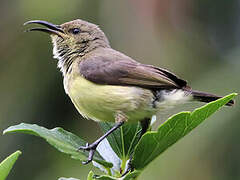 Variable Sunbird