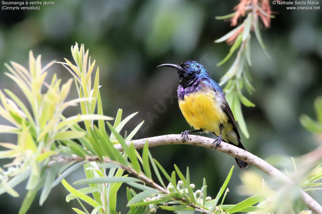 Souimanga à ventre jaune mâle adulte, identification, habitat