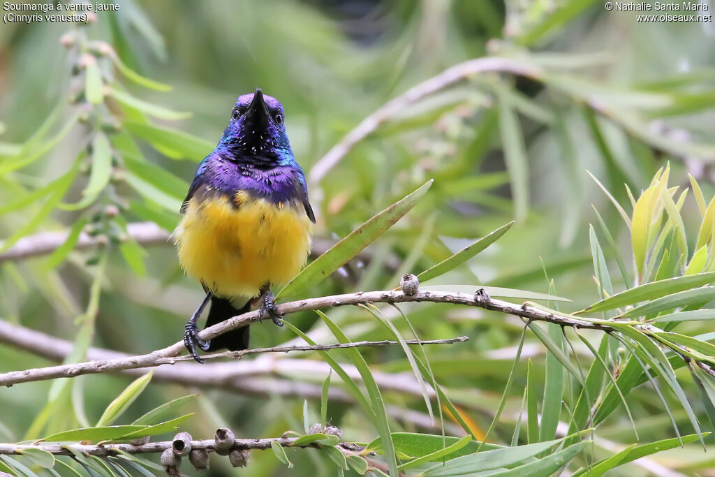 Variable Sunbird male adult, identification