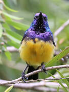 Variable Sunbird