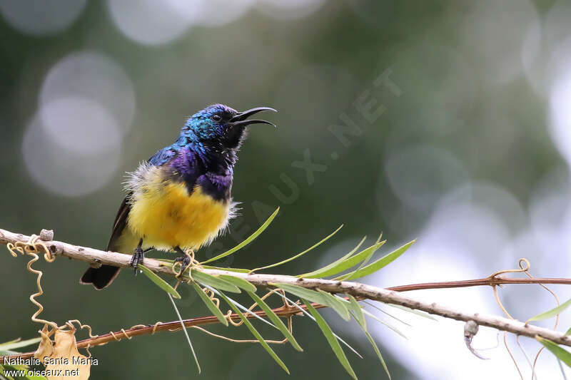 Variable Sunbird male adult breeding, song