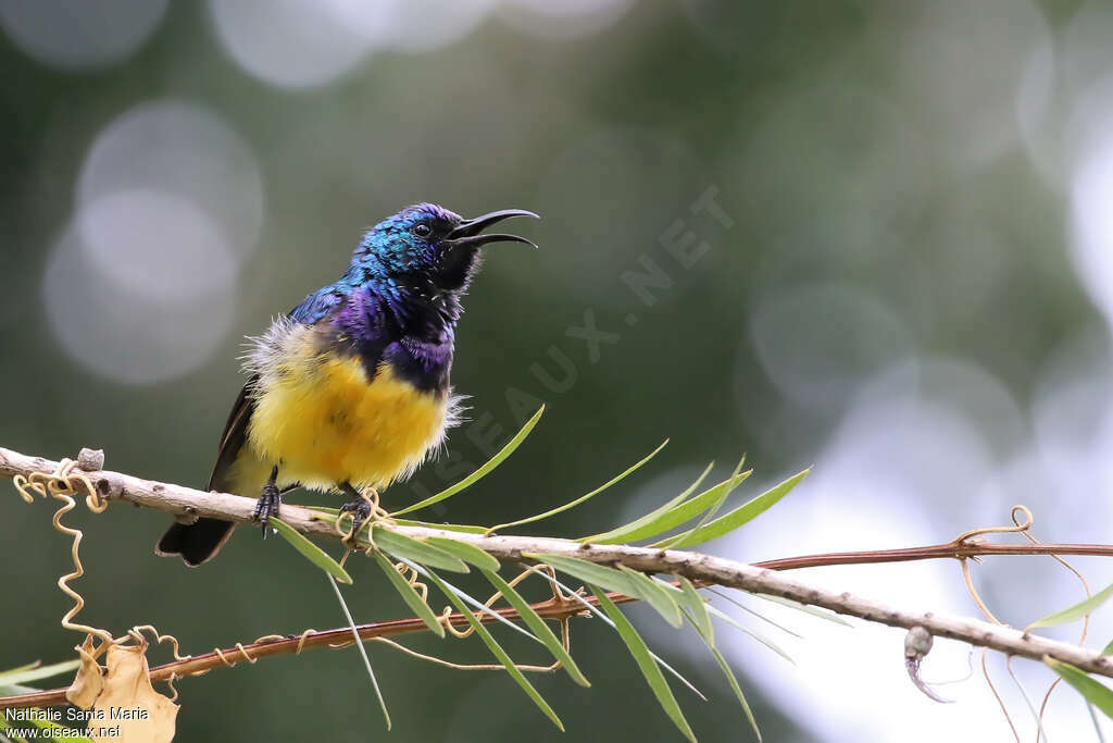 Variable Sunbird male adult breeding, song