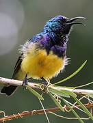 Variable Sunbird