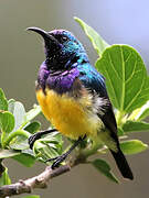 Variable Sunbird