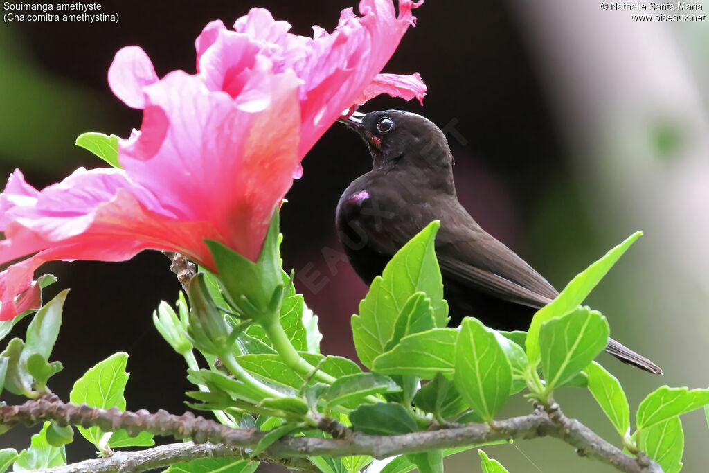 Amethyst Sunbird male adult, identification, habitat