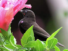 Amethyst Sunbird