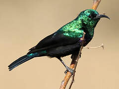 Marico Sunbird