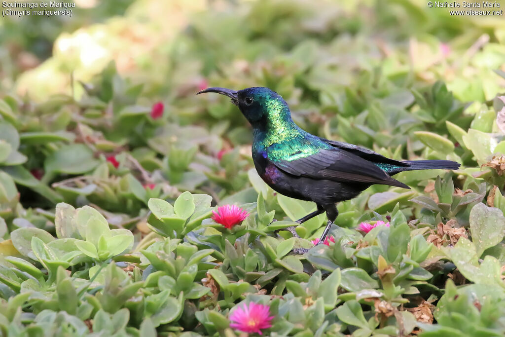 Marico Sunbird male adult breeding, identification, habitat