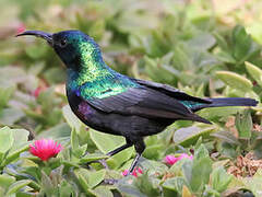 Marico Sunbird