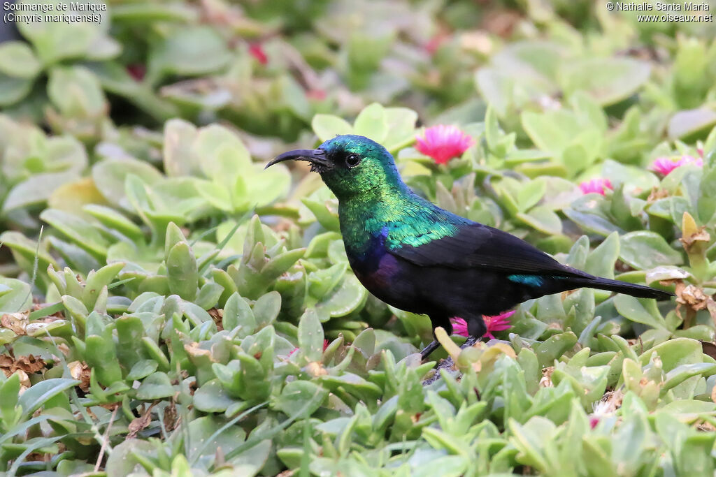 Marico Sunbird