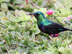 Marico Sunbird