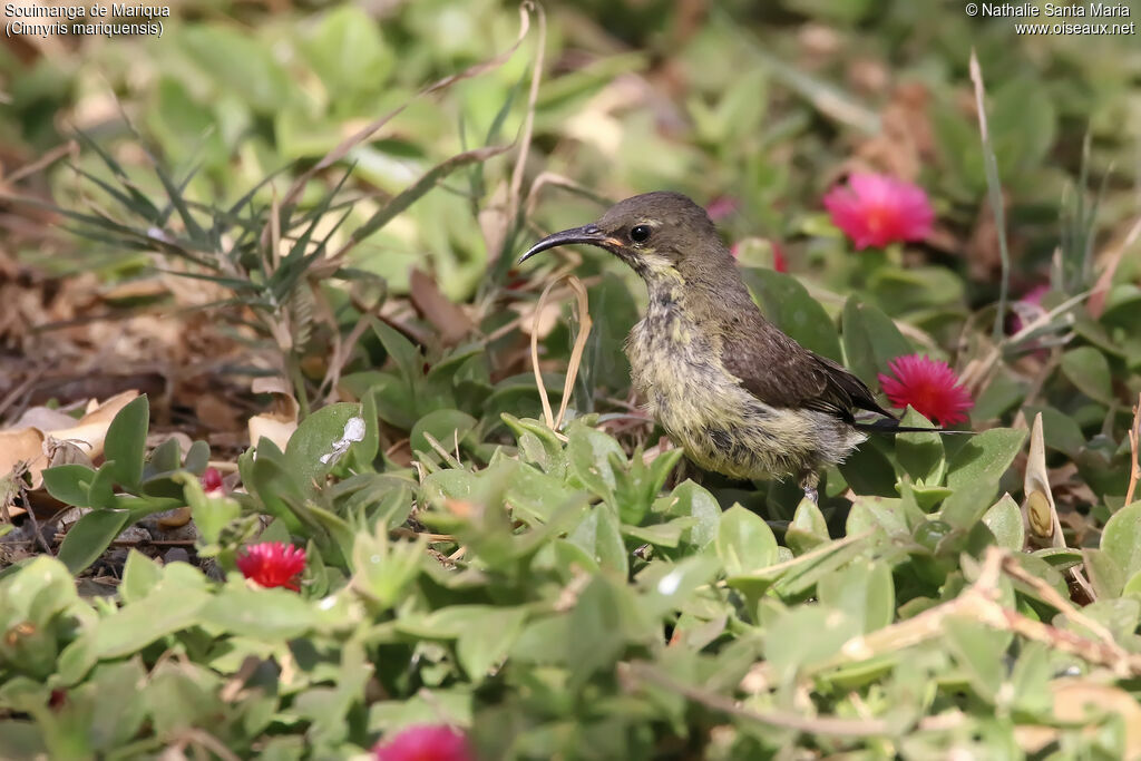 Marico Sunbird female adult, identification, habitat