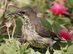 Marico Sunbird