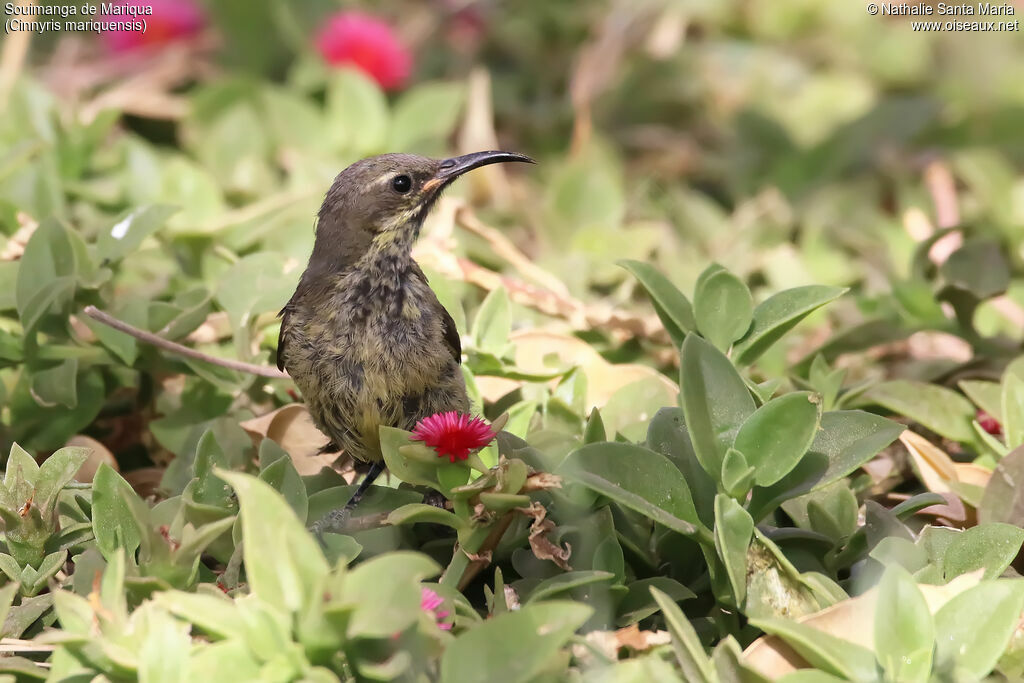 Marico Sunbird female adult, identification, habitat