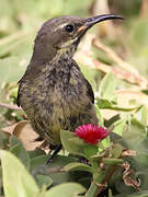 Marico Sunbird