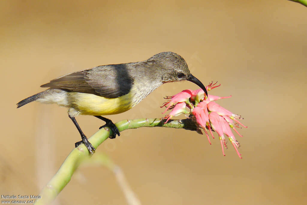 Mayotte Sunbird female adult, identification, feeding habits, eats