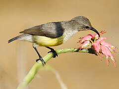 Mayotte Sunbird