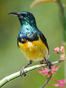 Mayotte Sunbird