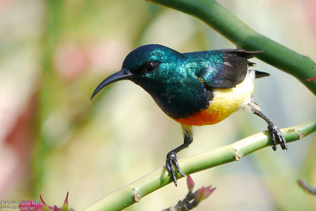 Mayotte Sunbird male adult, Behaviour