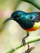 Mayotte Sunbird