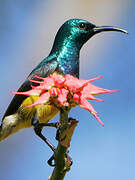 Mayotte Sunbird