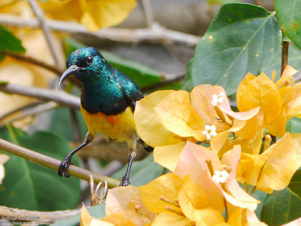 Mayotte Sunbird male adult breeding, identification, Behaviour