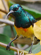 Mayotte Sunbird