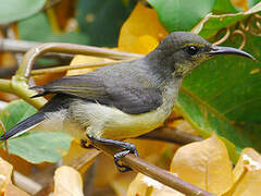 Mayotte Sunbird