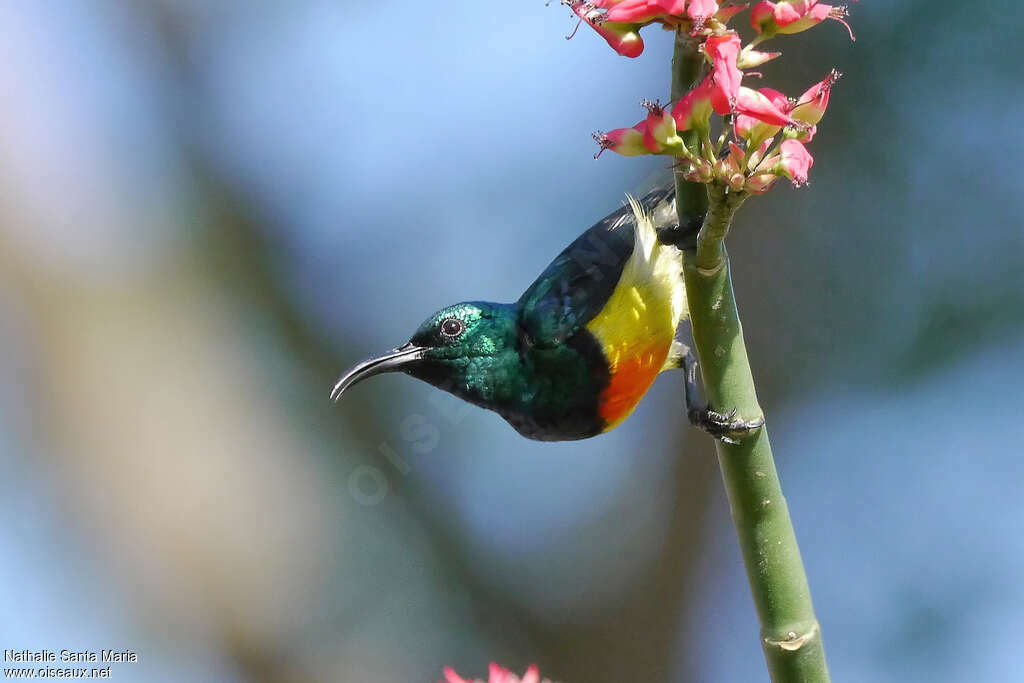 Mayotte Sunbird male adult breeding, identification