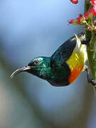 Mayotte Sunbird