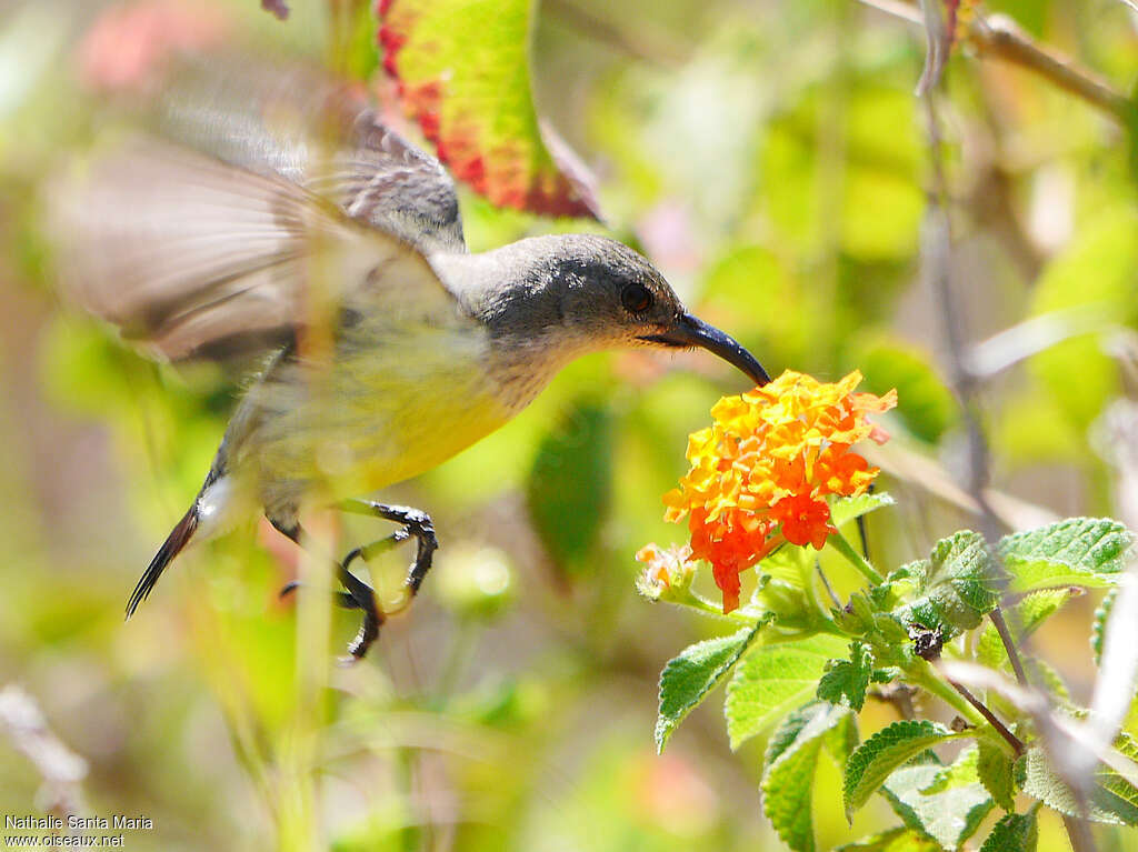 Mayotte Sunbird female adult, identification, Flight, eats, Behaviour