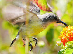 Mayotte Sunbird