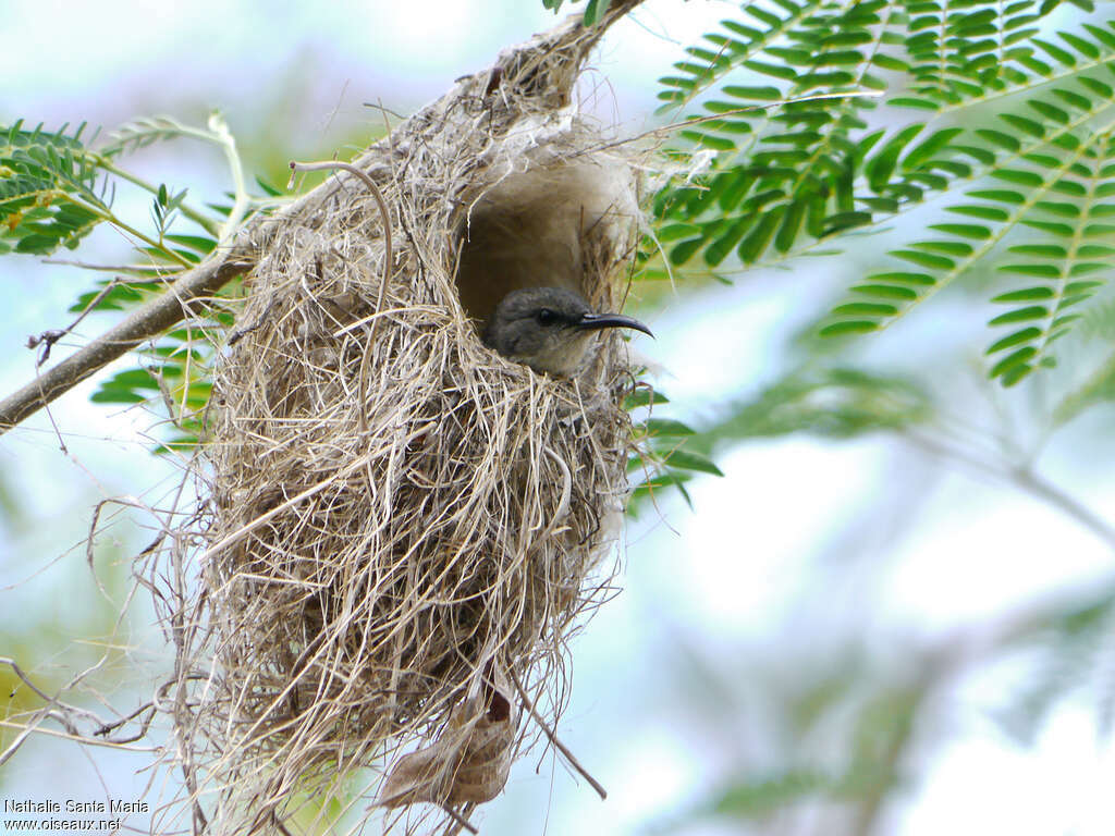 Mayotte Sunbird female adult breeding, identification, habitat, Reproduction-nesting, Behaviour